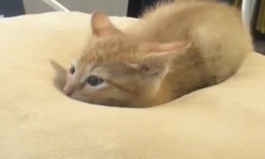 Kitten Gets Comfy on Cushion