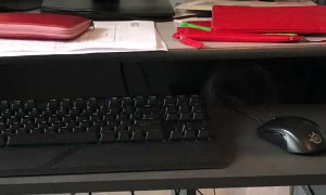 Creeper Cat Keeps an Eye Out