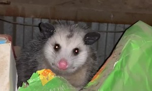 Politely Solving Possum Problems