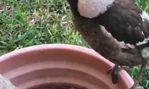 Pet Magpie Thinks She's a Rooster