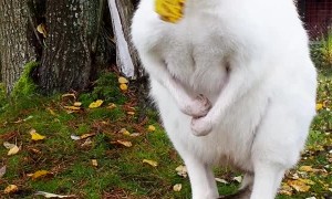 Adorable White Wallaby