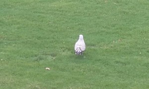 Seagull Stomps to Trick Worms