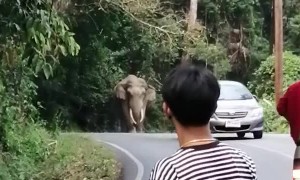 Elephant and Car Solve a Stalemate
