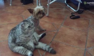 Dog and cat hilariously watch TV together like humans