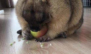 Marmot Munching on an Apple