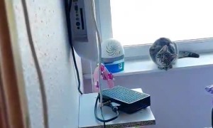 Making the Cat Curious