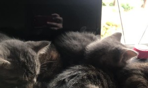 Cute Kitten Cuddle Puddle