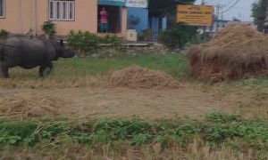 Rhino Wanders Through Town