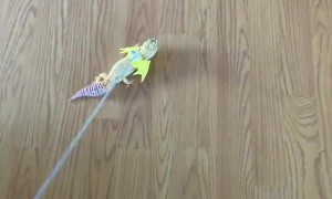 Gecko Dresses Up as Dragon