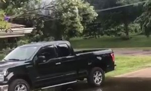Downed Power Line Fries Tree in Michigan