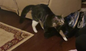 Cautious Kitty Scared of Cat Ears in Costume