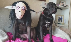 Doggos Scary Halloween Dress Up