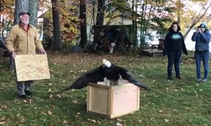 Bald Eagle Freed From Box