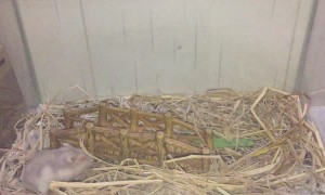 Talented Tumbling Mouse