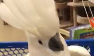 Cockatoo totally loses it after spotting cats at pet store
