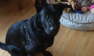 Puppy makes odd choice when asked to pick favorite toy