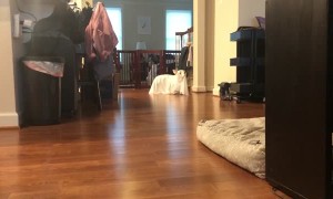 Ghost Dog Disapproves of Costume