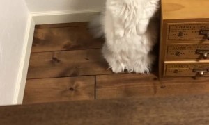 Kitty Stands to Attention