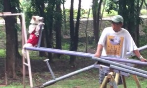 Doggo Rides Seesaw with Delight