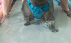 Kitty's Underwater Treadmill Triumph