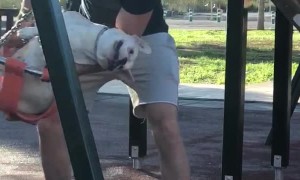 Pup Plays at the Park