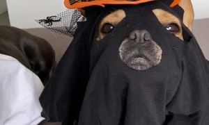 Homemade Halloween Costumes for Doggo Duo
