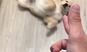 Puppy plays dead