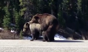 Bears Block Road Breed