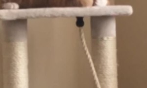 Cool Kitty Winks at Camera