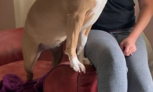 Honey is Happy to See Her Humans