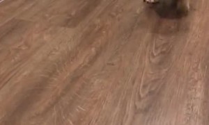 Puppy Outruns Its Own Legs