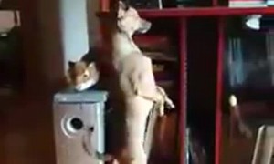 Pup Prefers Two Legs