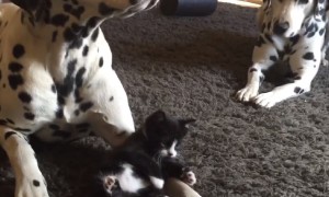 Caring dalmatians preciously adopt tiny kitten