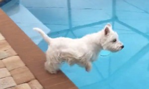 Westie dog demonstrates perfect diving form