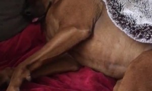 Sleeping Snoring Coonhound