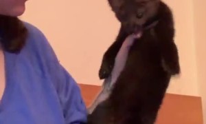 Cranky Sable Swats at Human