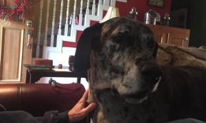 Great Dane isn't happy when dinner plans change