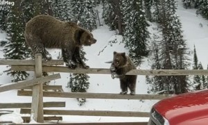 Bears Balance On Fence