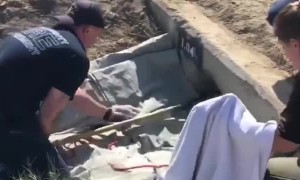 Eight puppies rescued from storm drain