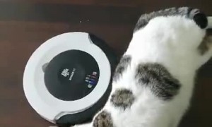 Cat Plays with Robot Vacuum
