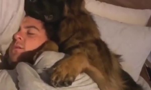 German Shepherd puppy adorably cuddles with owner