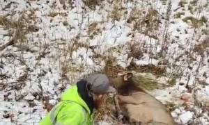 Elk Freed From Fence