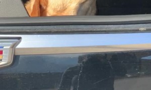 Anesthesia Does a Number on Dog