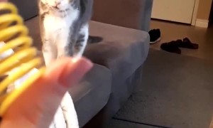 Kitty Springs into Action for Favorite Toy