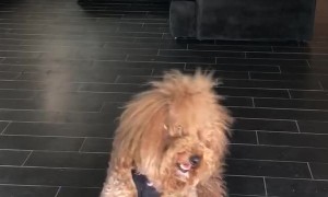Goldendoodle Gets a Grip