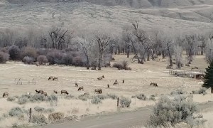 Elk Leisurely Graze on Grass