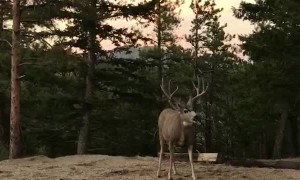 Curious Deer Come in Close