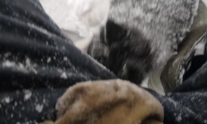 Husky Puppy Rescued by Kind Man