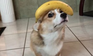 Good Doggo Balances Banana