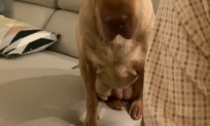 Wanna Share that Quesadilla?